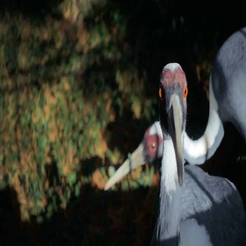 EXOTIC BIRDS SIMULTANEOUSLY RAISE HEADS SLOW MOTION Stock Footage 69288597