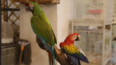 Exotic birds in a store Stock Footage 47959493