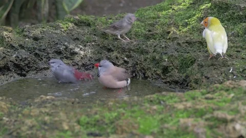 Exotic birds taking bath. 库存影片 84327709