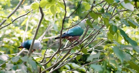 Exotic Birds in a Tree Stock Footage 91712479