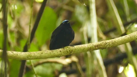 Exotic blue capped manakin perched in Panamanian jungle Video stock 123554825