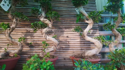 Exotic Bonsai Trees with Twisted Trunks in Clay Pots Outside Stock Footage 333580777