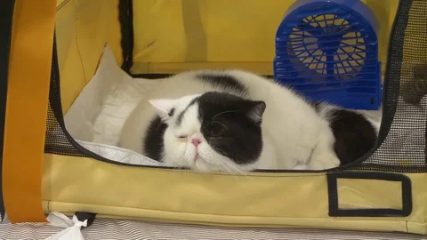 Exotic breed of cat at cat show Stock Footage 80393222