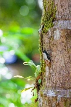 Exotic bug on a tree trunk at Borneo Malaysia Stock Photos