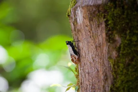 Exotic bug on a tree trunk at Borneo Malaysia Stock Photos