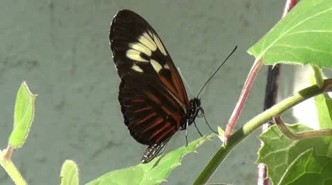 Exotic butterfly Stock Footage 12641666