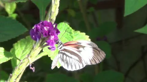 Exotic butterfly Video stock 12656398