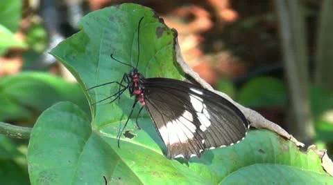 Exotic butterfly Stock Footage 12671003
