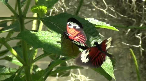 Exotic butterfly Video stock 12675097