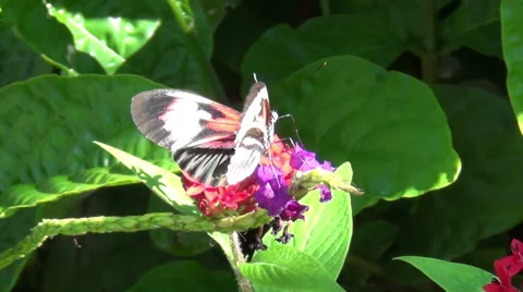 Exotic butterfly Stock Footage 44149354
