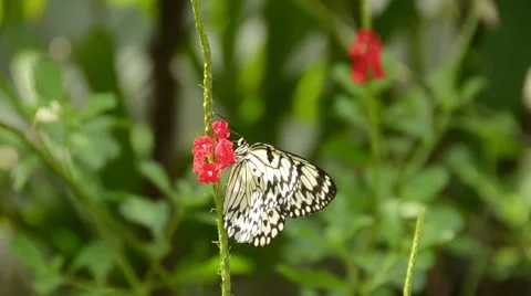 Exotic butterfly Stock Footage 46023561