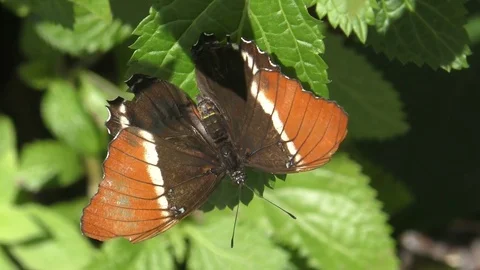 Exotic butterfly Stock Footage 76166151