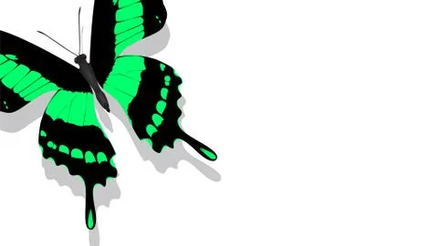 Exotic butterfly with a green pattern on a white background Stock Illustration