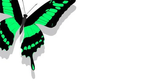 Exotic butterfly with a green pattern on a white background Stock-Illustration