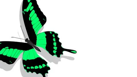 Exotic butterfly with a green pattern on a white background Stock Illustration