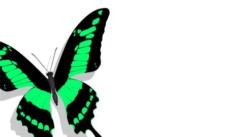 Exotic butterfly with a green pattern on a white background Stock Illustration