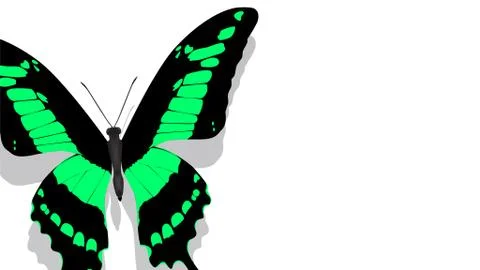 Exotic butterfly with a green pattern on a white background Stock Illustration