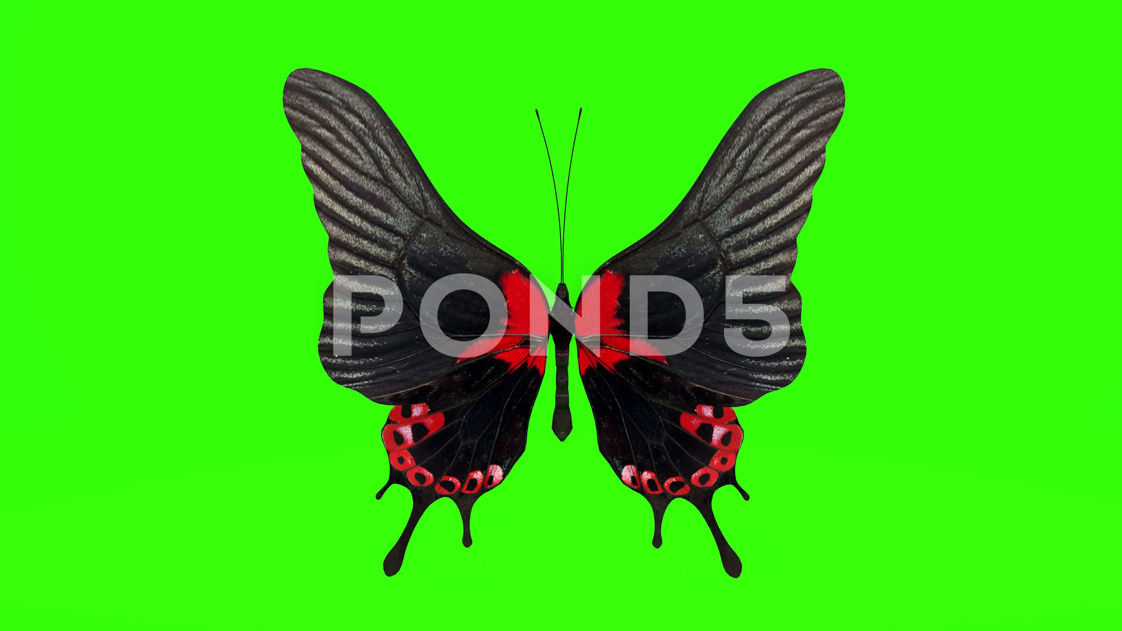 Exotic Butterfly Green Screen 3d Renderi Stock Video Pond5