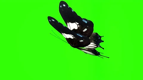 Download Butterfly Green Screen Stock Video Footage Royalty Free Butterfly Green Screen Videos Pond5