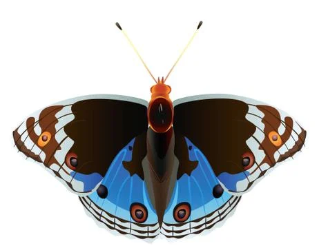 Exotic butterfly. Stock-Illustration