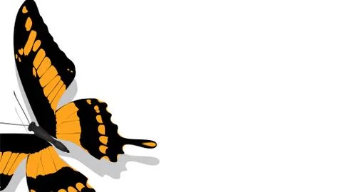 Exotic butterfly with orange pattern on white background Illustrazione stock