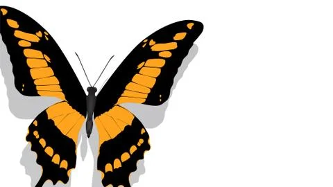 Exotic butterfly with orange pattern on white background Stock Illustration