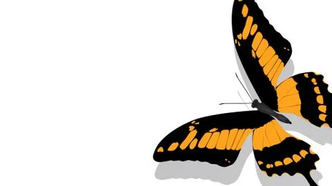 Exotic butterfly with orange pattern on white background Stock Illustration