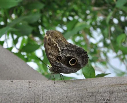 Exotic butterfly Stock Photos