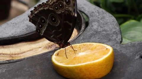 Exotic butterfly sitting on orange drinking juice while moving its wings Stock Footage 183077481