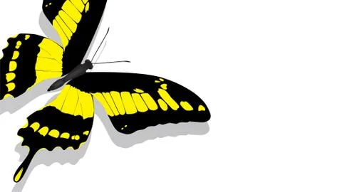 Exotic butterfly with yellow pattern on a white background Stock Illustration