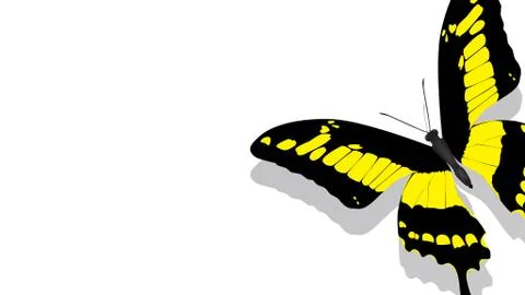 Exotic butterfly with yellow pattern on a white background Stock Illustration