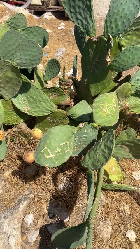 An exotic cactus in a desert area. Vertical video Stock Footage 286233759
