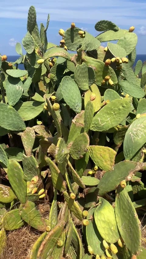 Exotic cactus in summer. Vertical video 库存影片 286233770