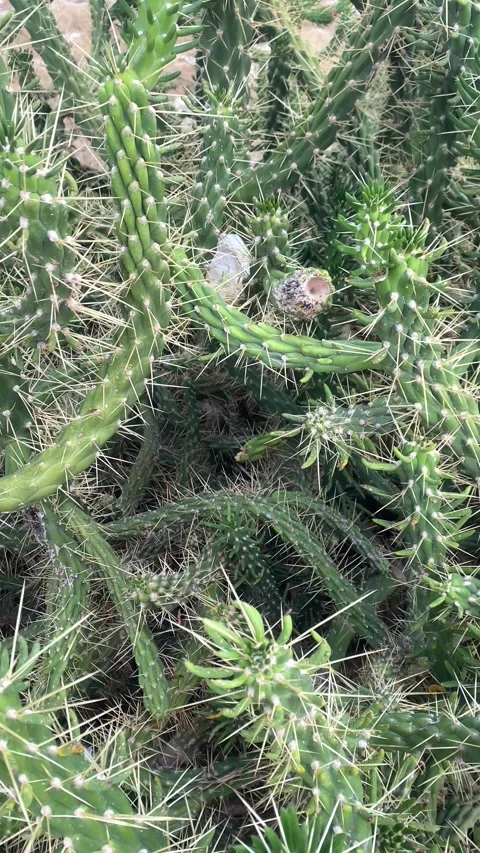 Exotic Cactus. Vertical video Stock Footage 286343873