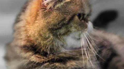 Exotic cat Stock Footage 48993252