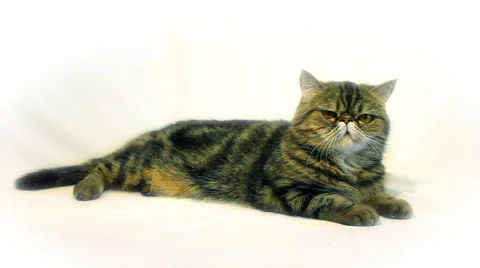 Exotic cat lies on a white background with alpha channel Stock Footage 48993126