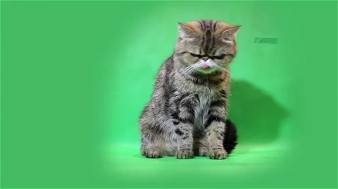 Exotic cat washes and licks on a green background Stock Footage 49045943