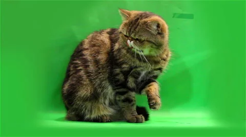 Exotic cat washes and licks Stock Footage 49045993