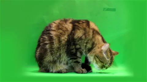Exotic cat washes on a green background Stock Footage 49046002