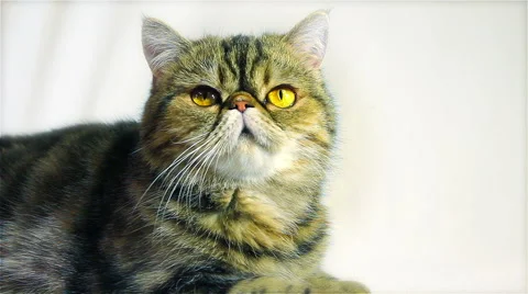 Exotic cat on a white background with alpha channel 스톡 동영상 48993564