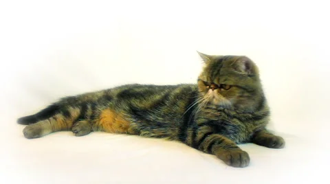 Exotic cat on a white background with alpha channel Stock Footage 48993606