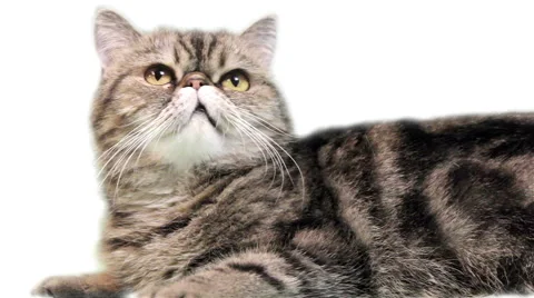 Exotic cat on a white background Stock Footage 48993266