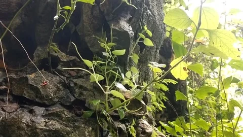 Exotic Cliff Hardscape": Stock Footage 328847453
