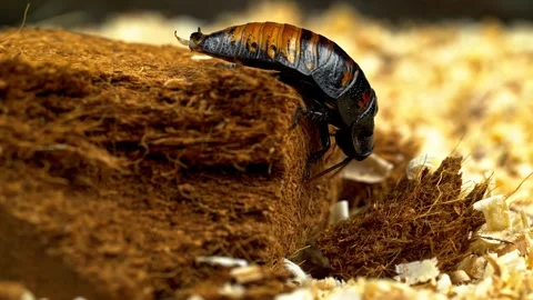 Exotic cockroach crawling on textured surface Stock Footage 340757953