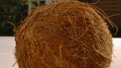 Exotic Coconut Stock Footage 109802508