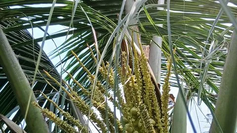 Exotic Coconut Leaf Pattern in Natural Light Stock Photos