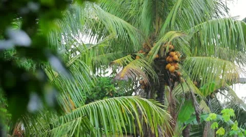 Exotic coconut tree on rainy day 스톡 동영상 12175229