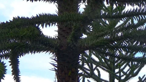 Exotic coniferous tree in the Park Stock Footage 109199716