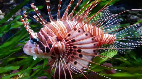 Exotic Coral Fish Vídeo Stock 83477858
