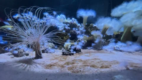 Exotic creatures at the bottom of the aquarium Stock Footage 251753828
